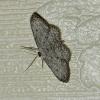 Idaea seriata